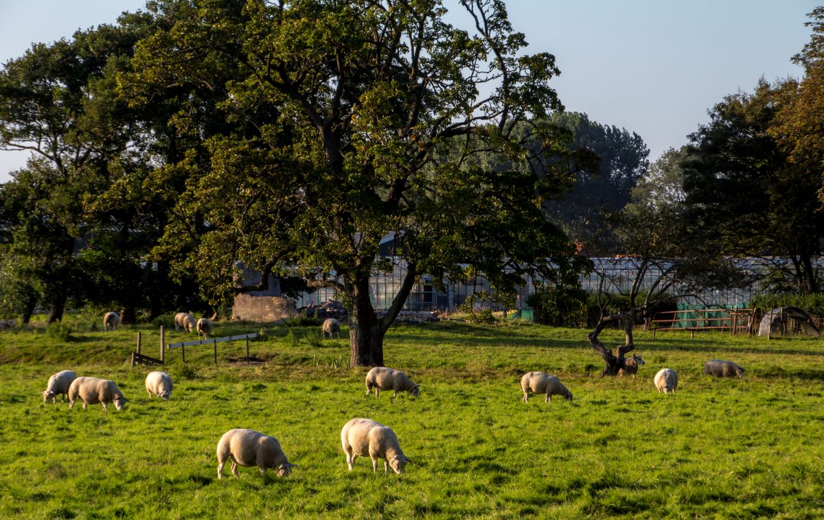 Fietsen in Dijk en Waard